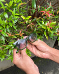 Olive Jelly Cat Eye Sunglasses